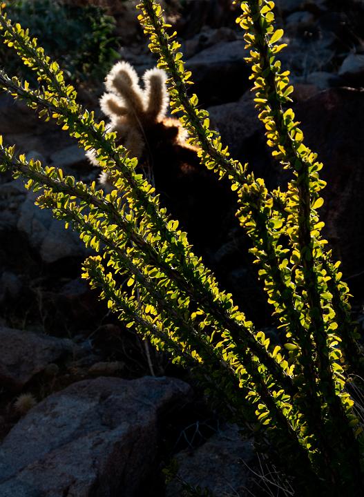 Ocotillo, Fouquieria splendens 0767.jpg - Copyright 2010 DonJacobson